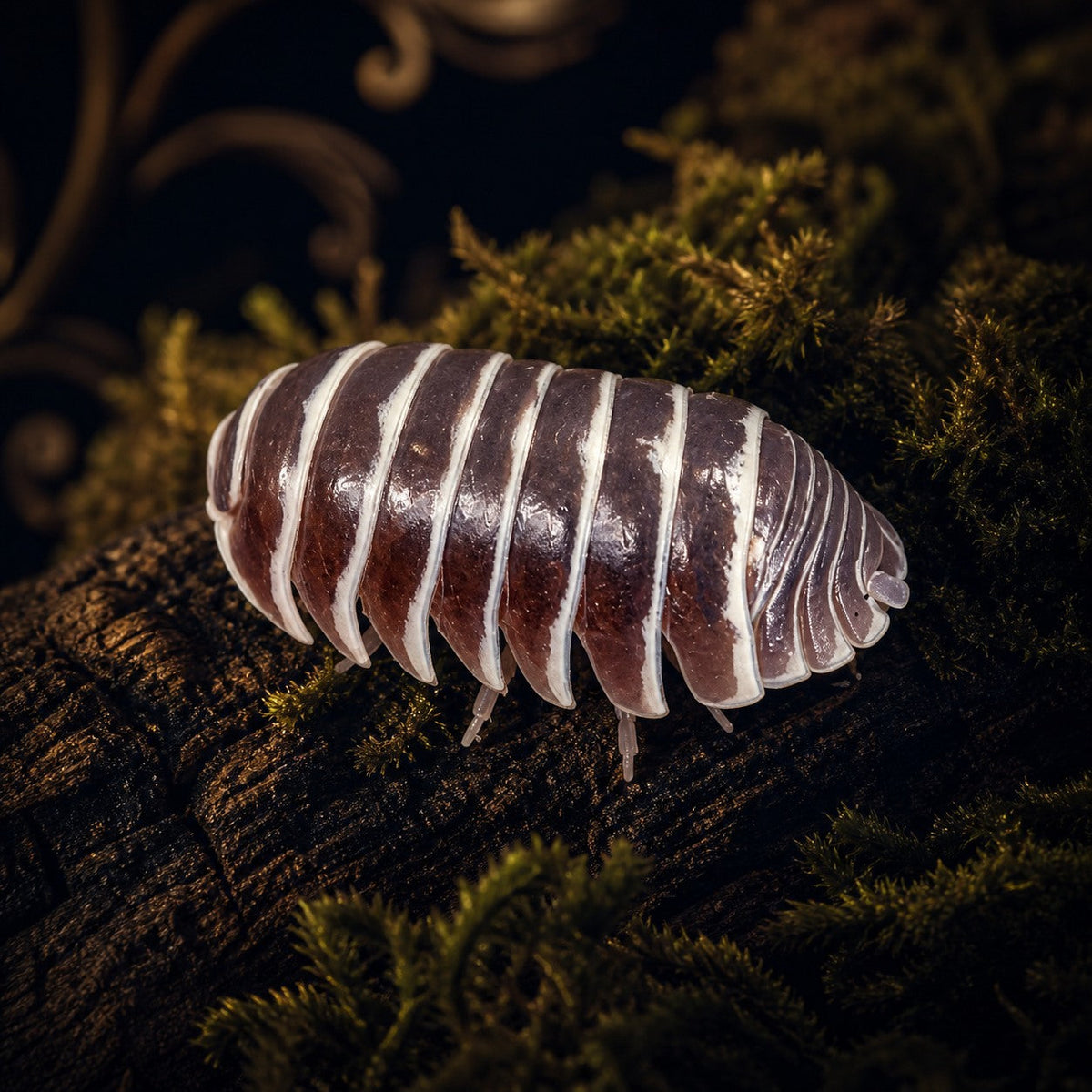 Chocolate Zebra Isopods (Armadillidium maculatum)