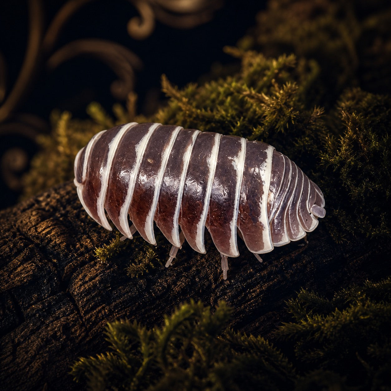 Chocolate Zebra Isopods