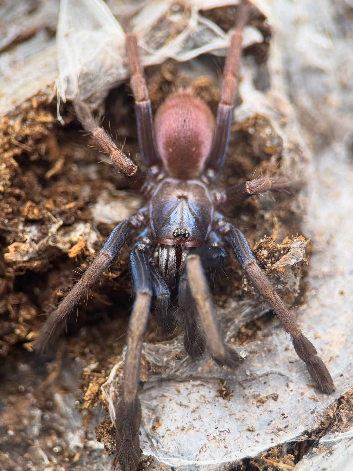 Cilantica devamatha – Psychedelic Earth Tiger Tarantula | Stunning Psychedelic Colors | Live Arrival Guarantee