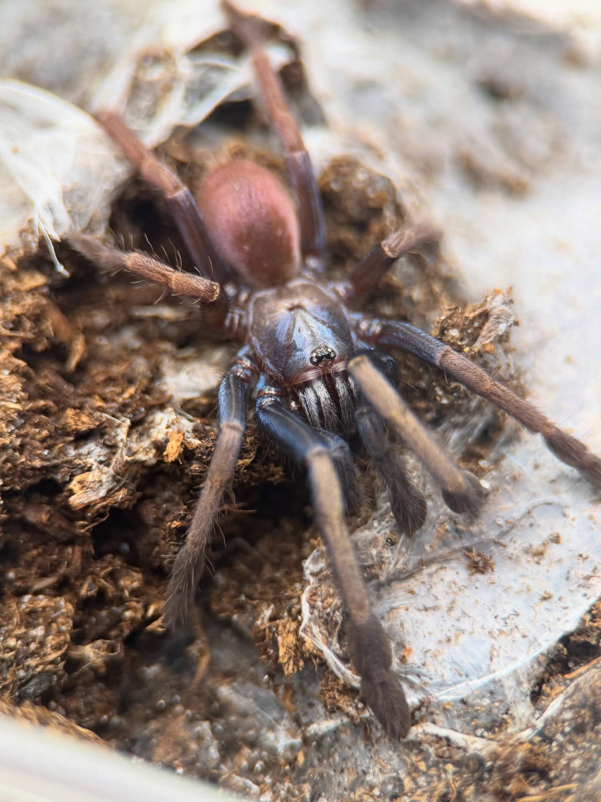 Cilantica devamatha – Psychedelic Earth Tiger Tarantula | Stunning Psychedelic Colors | Live Arrival Guarantee