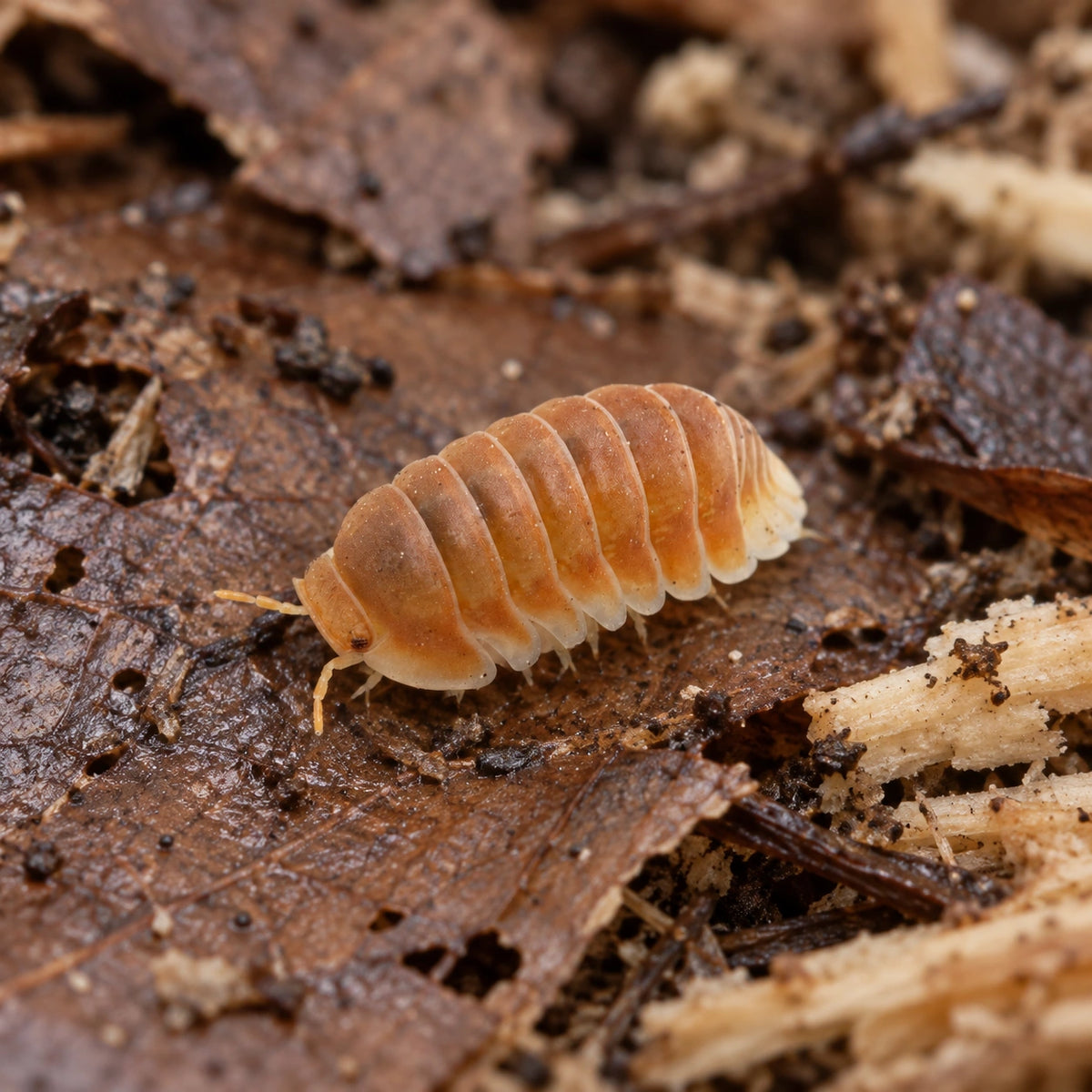 AI-generated reference-guided wide habitat view of Citrus isopod.