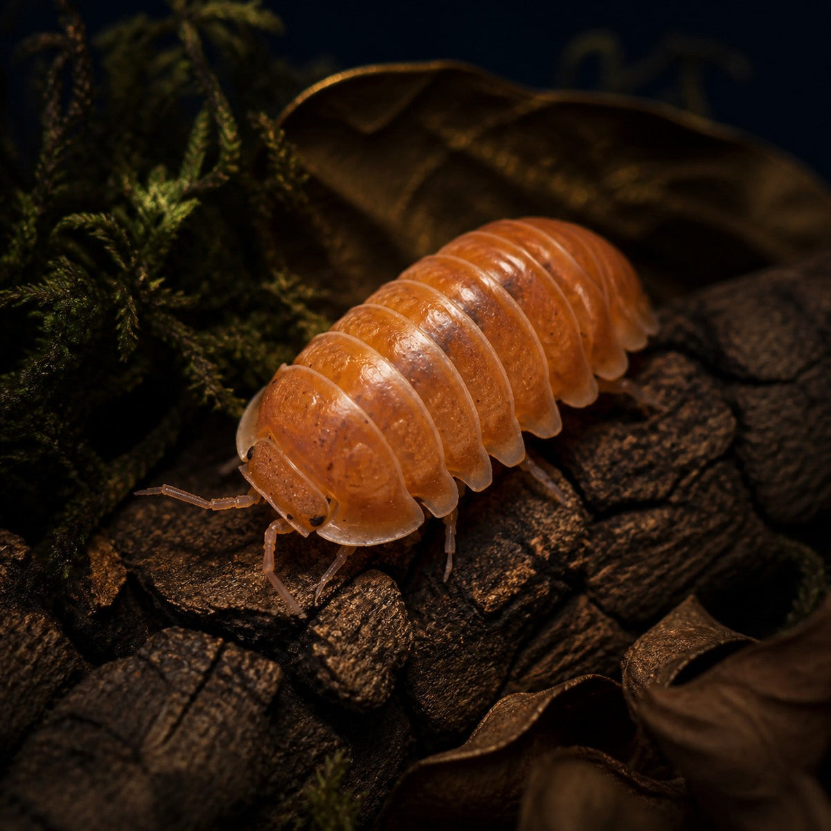 Citrus Isopods (Cubaris sp.)
