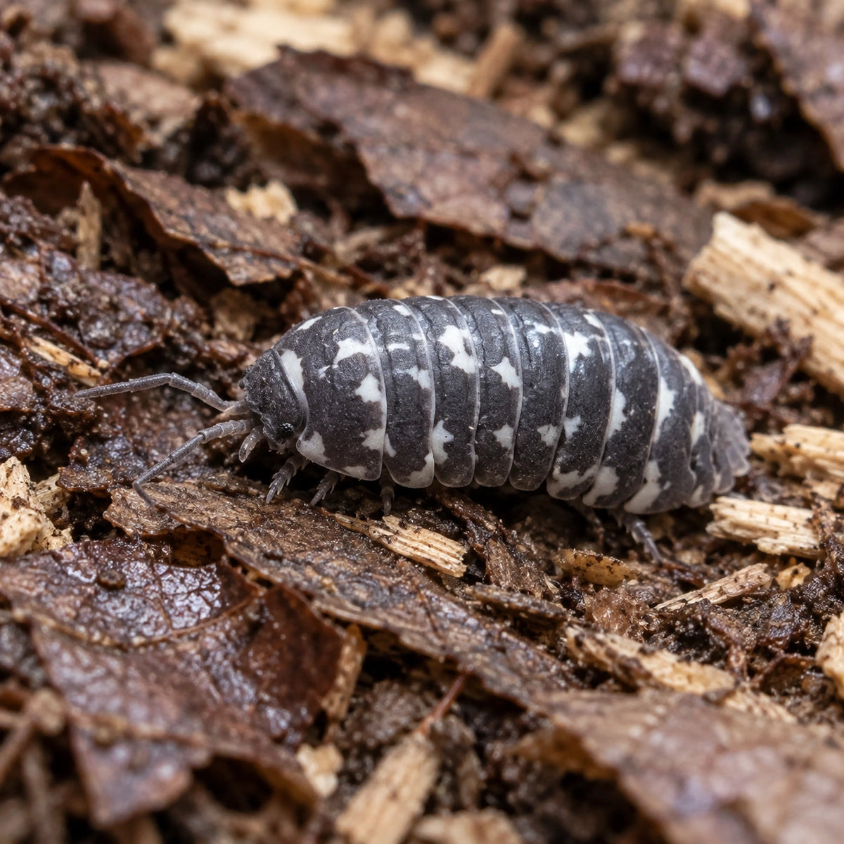 AI-generated reference-guided close view of Corcyraeum isopod.