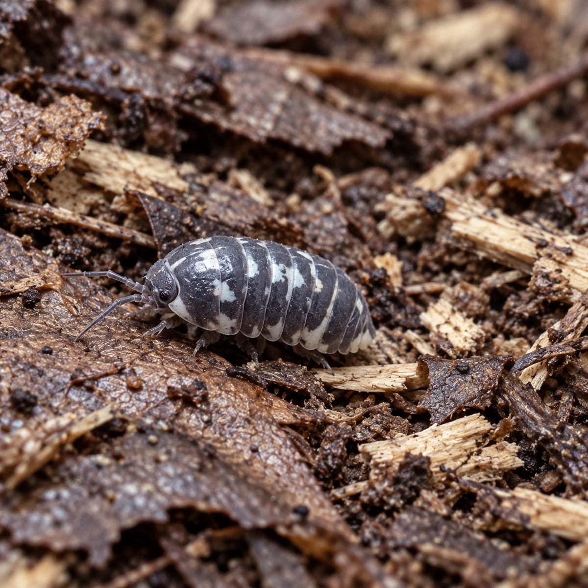 AI-generated reference-guided wide habitat view of Corcyraeum isopod.