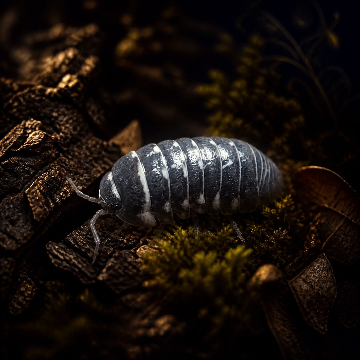 Corcyraeum isopod