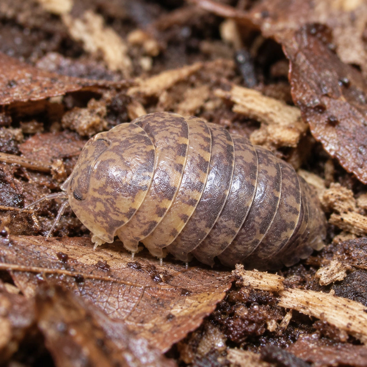 AI-generated reference-guided close view of Cordova isopod.