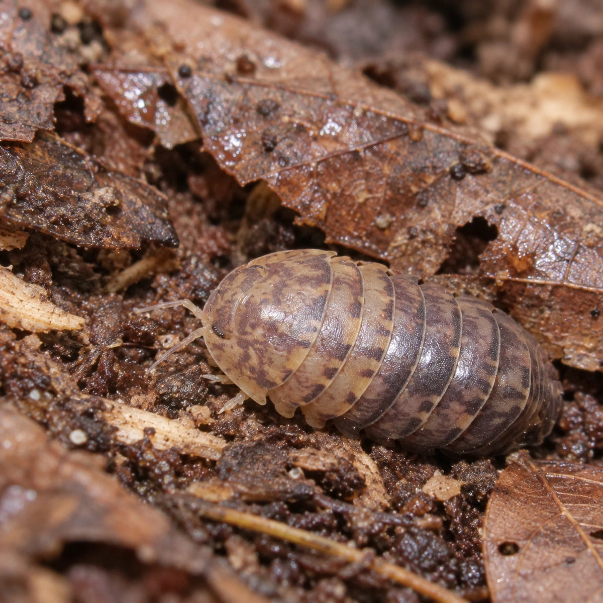 AI-generated reference-guided wide habitat view of Cordova isopod.