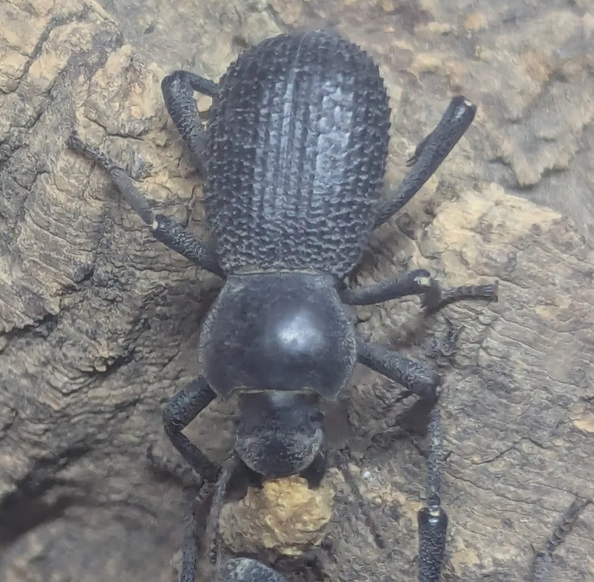 Cryptoglossa variolosa – Black Death Feigning Beetle | Native Desert Darkling Beetle | Live Arrival Guarantee