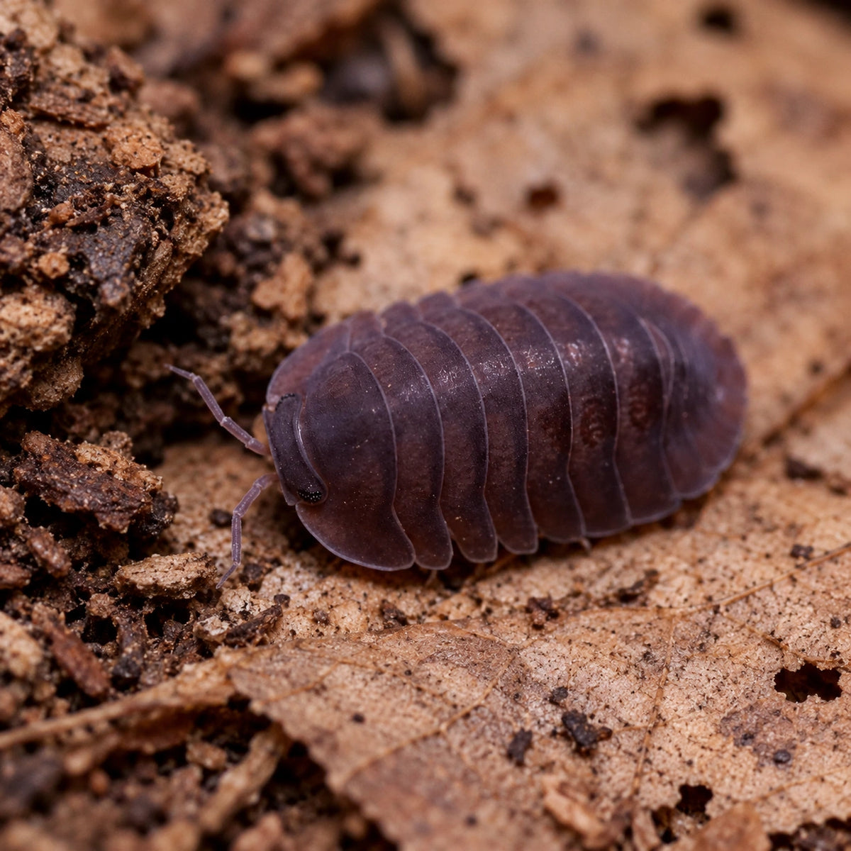 AI-generated reference-guided close view of Black Evil isopod.