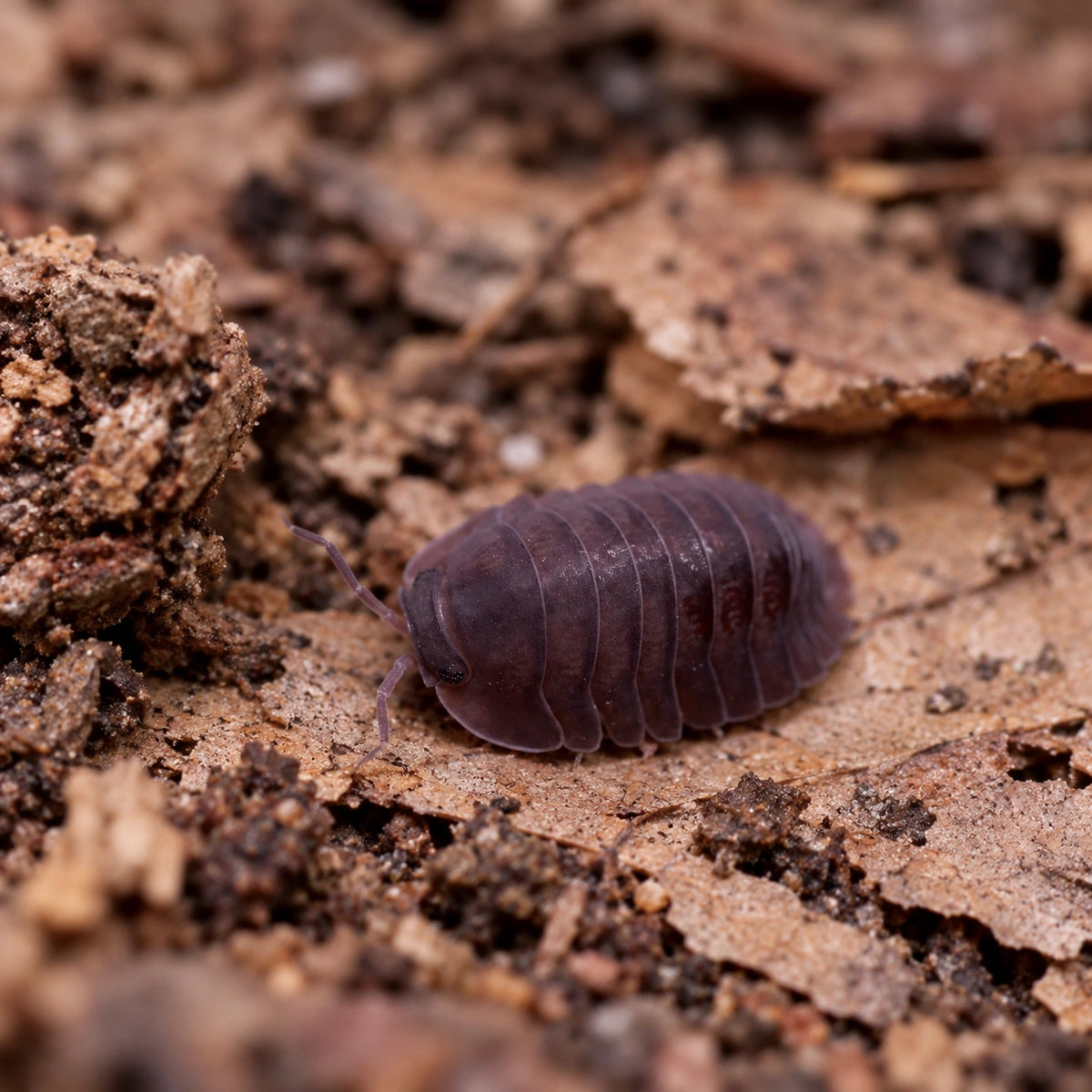 AI-generated reference-guided wide habitat view of Black Evil isopod.