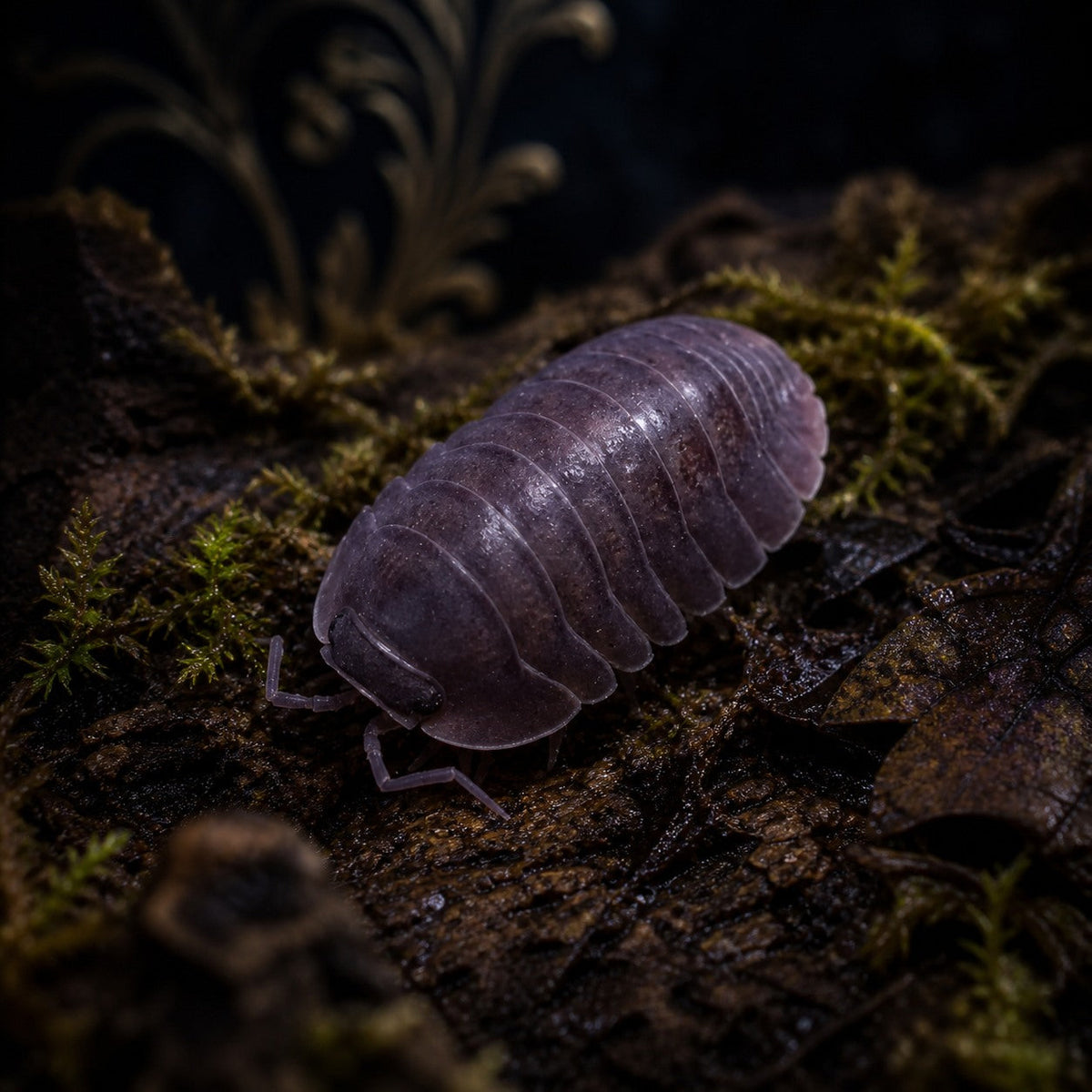 Cubaris sp. "Black Evil" Isopods