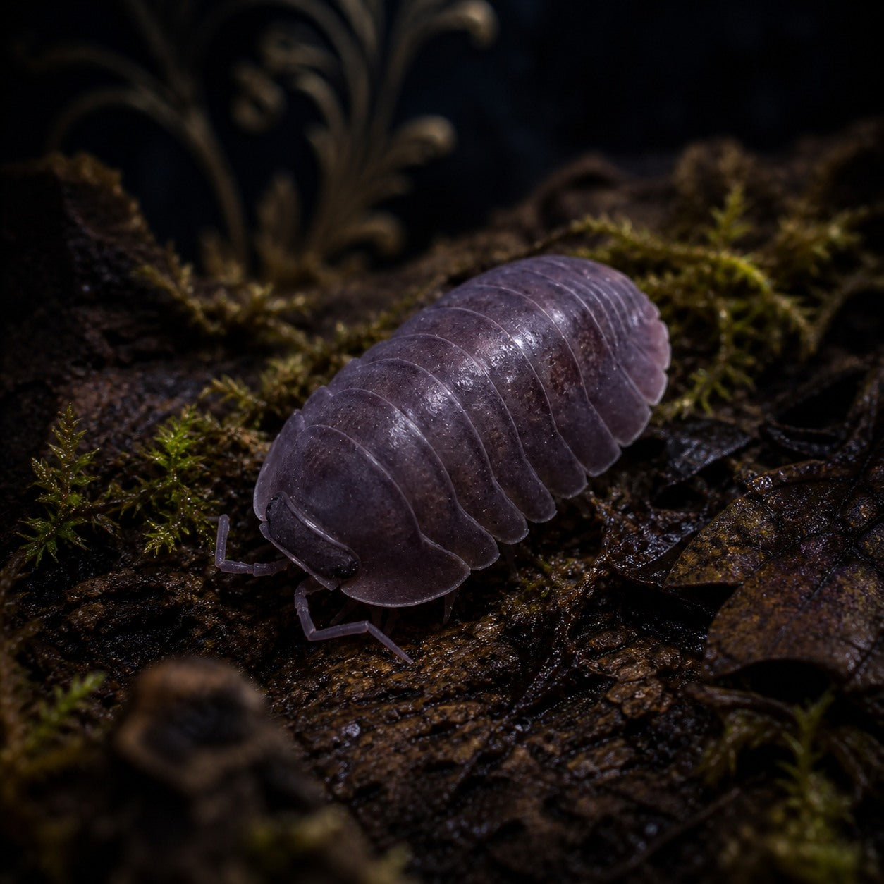 Cubaris sp. "Black Evil" Isopods