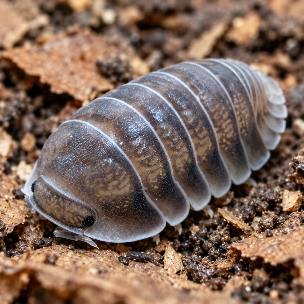 AI-generated reference-guided close view of Black Panda isopod.