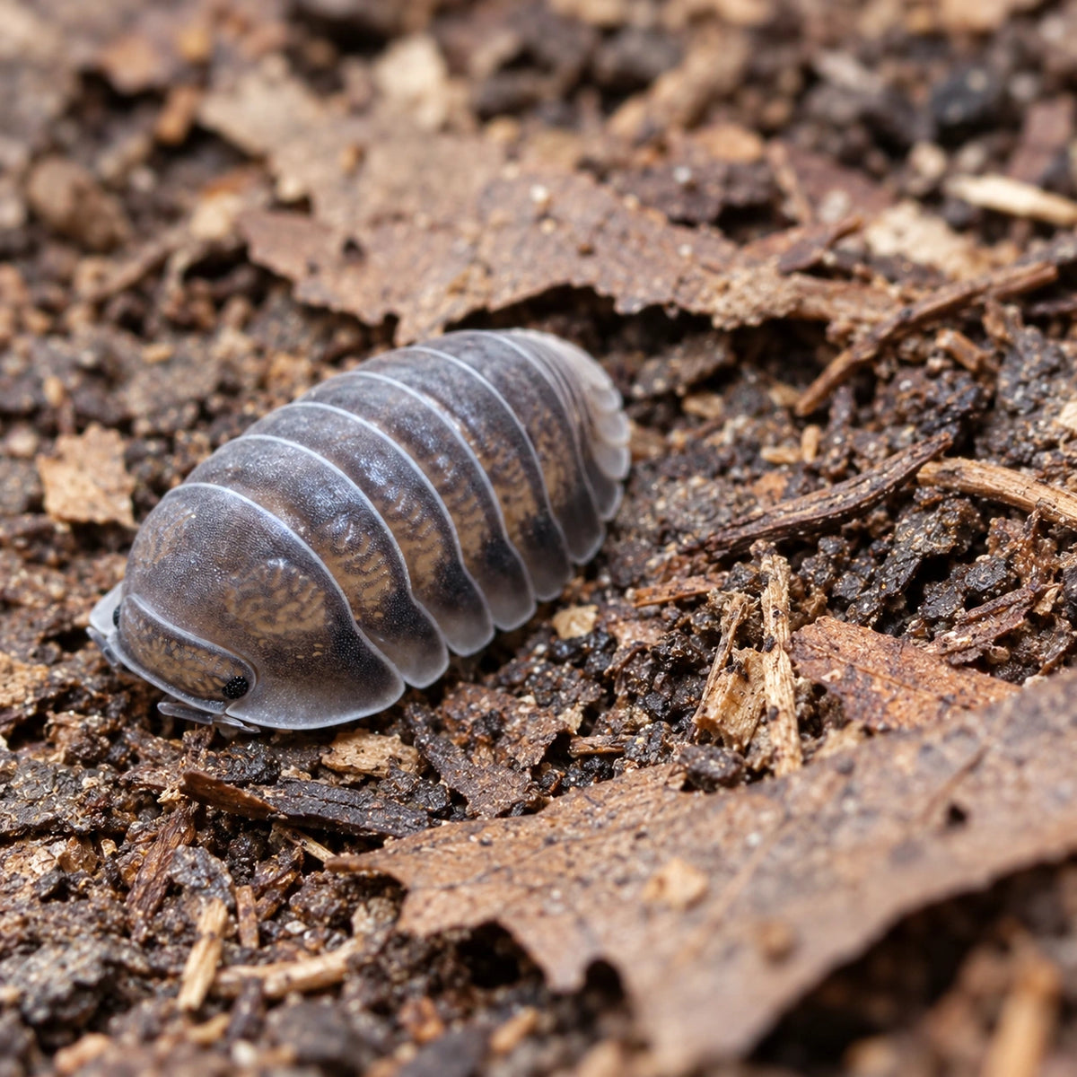 AI-generated reference-guided wide habitat view of Black Panda isopod.