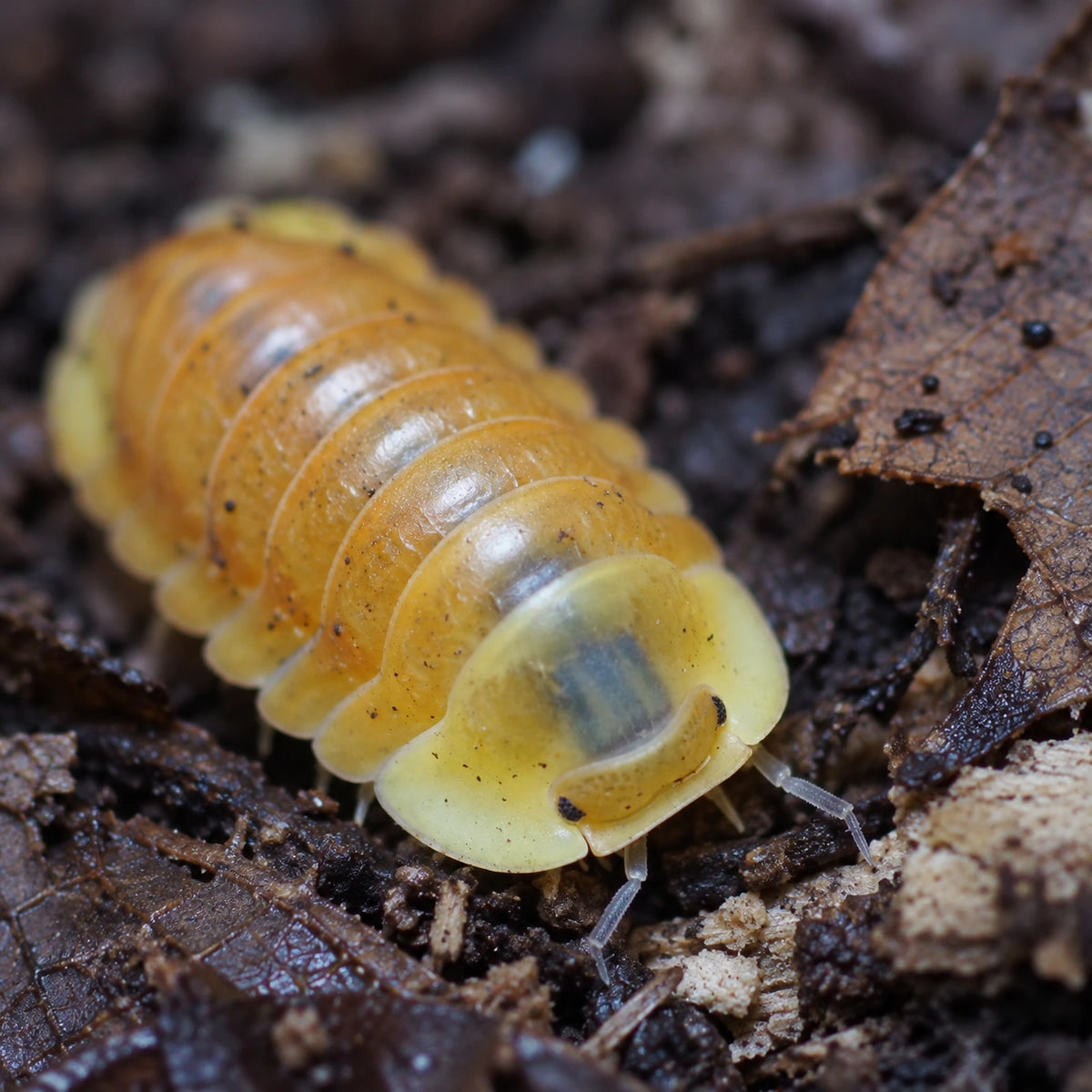 AI-generated reference-guided close view of a Blonde Ducky isopod with natural yellow-orange coloration.
