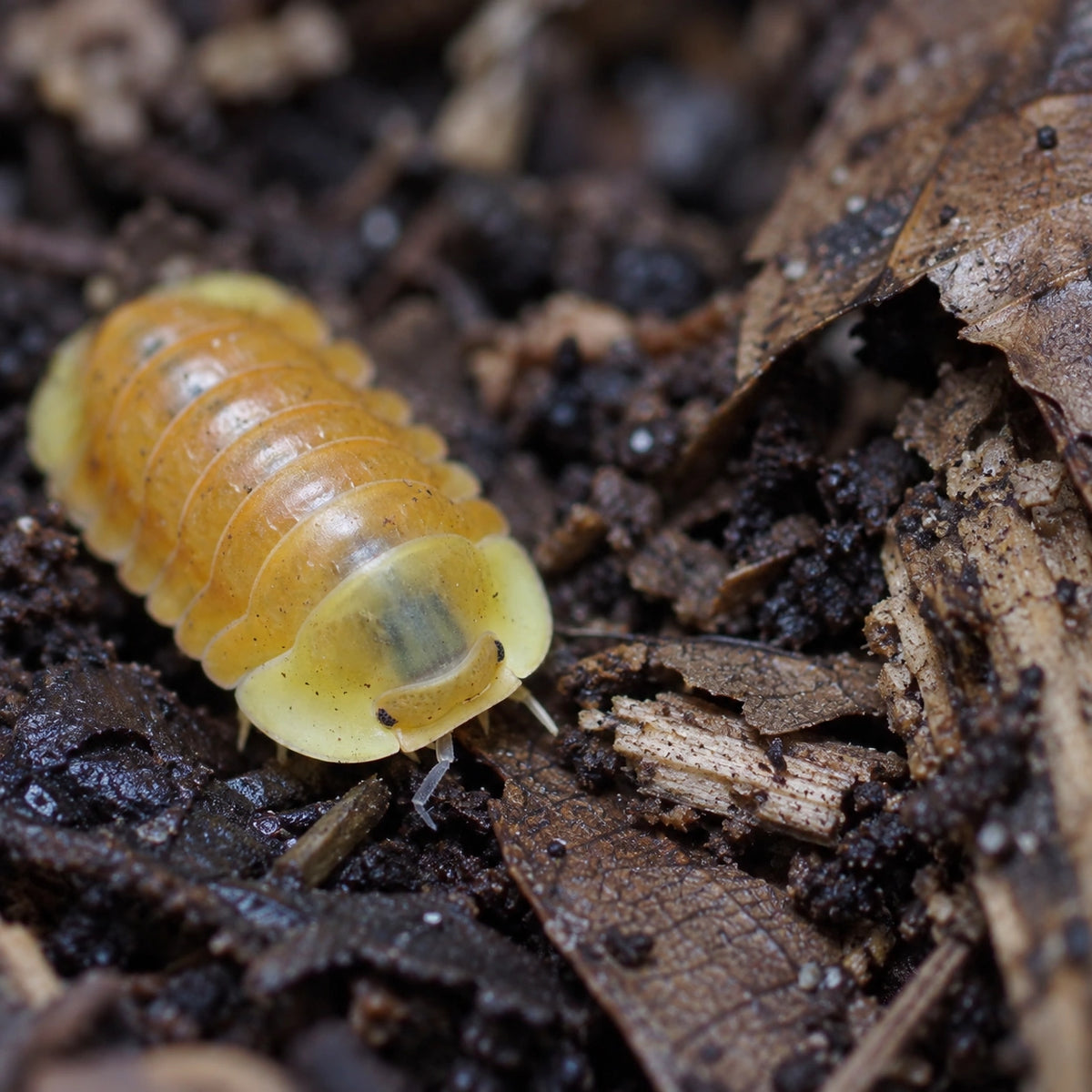 AI-generated reference-guided wide habitat view of a Blonde Ducky isopod among damp leaf litter.
