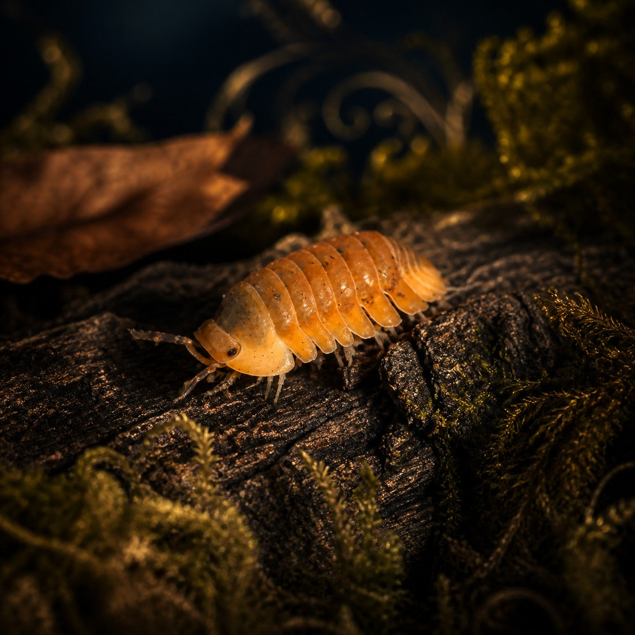 Cubaris sp. "Blonde Ducky" Isopods