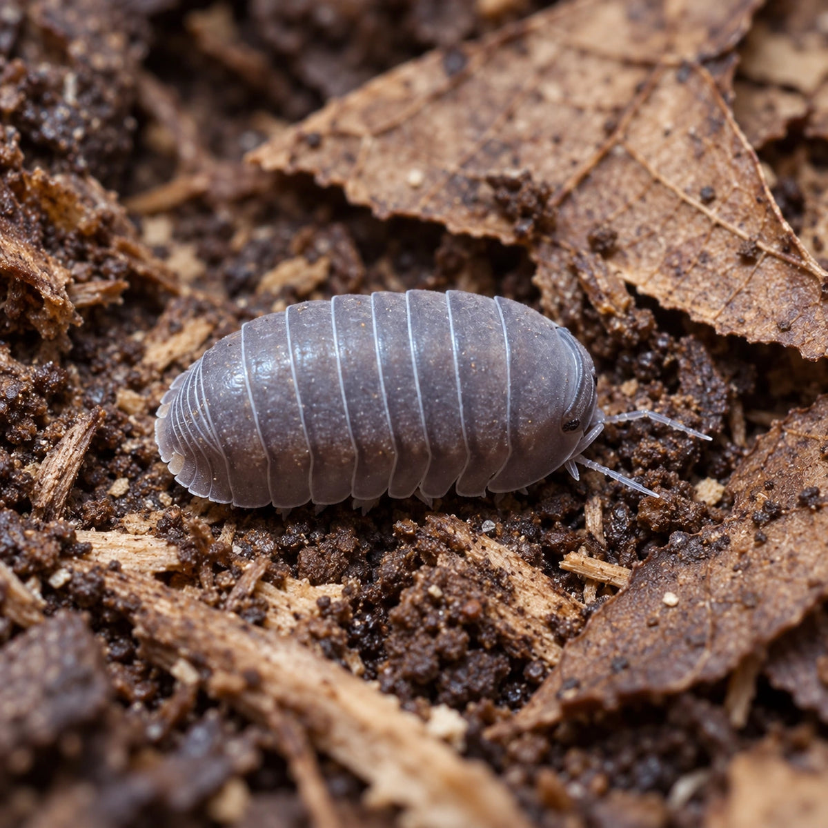 AI-generated reference-guided close view of Borneo isopod.
