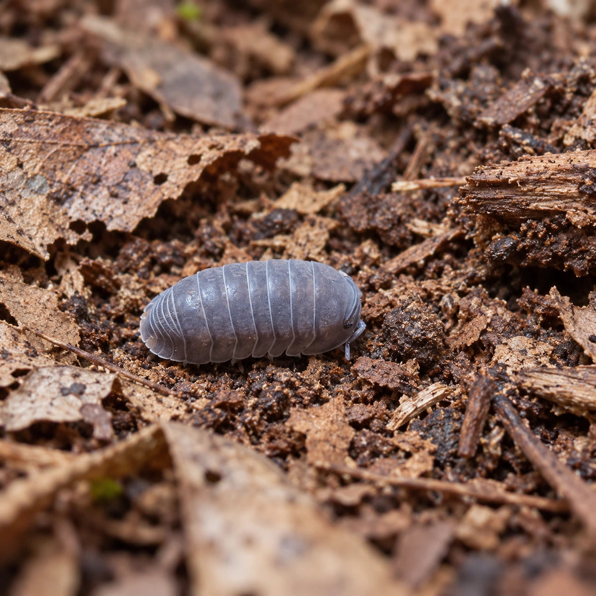 AI-generated reference-guided wide habitat view of Borneo isopod.
