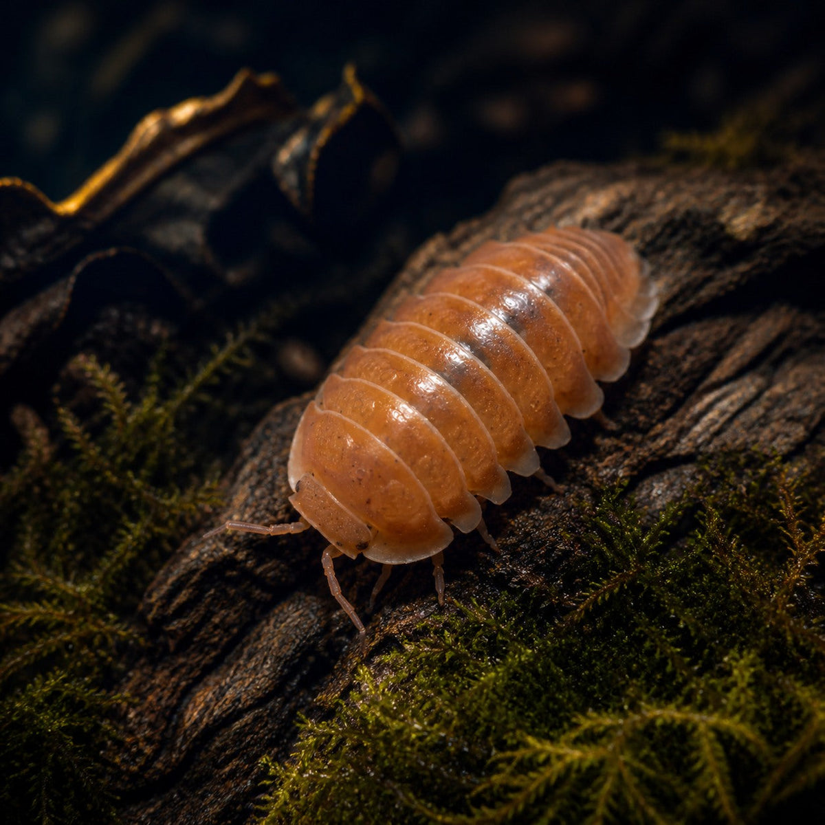 Cubaris sp. "Borneo" Isopods