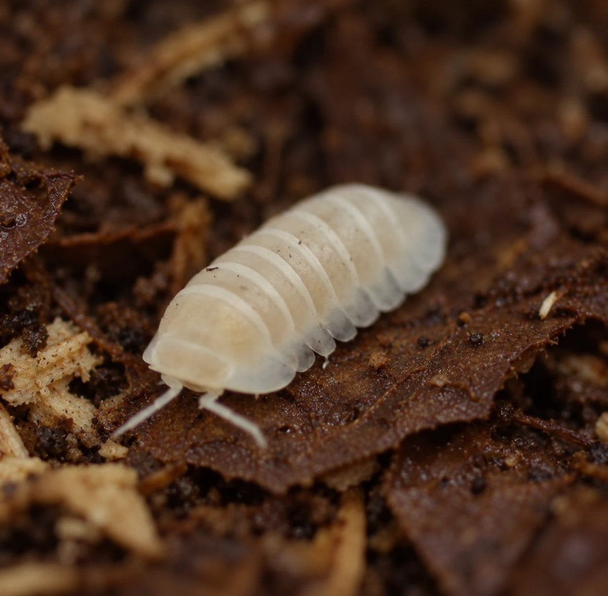 AI-generated reference-guided close view of a Cubaris murina Glacier isopod.