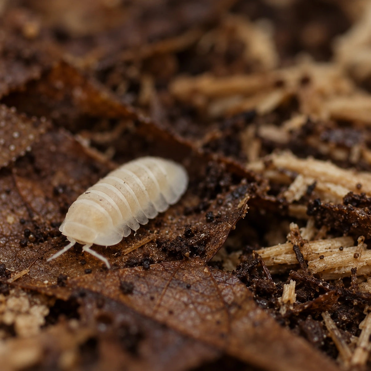 AI-generated reference-guided wide habitat view of a Cubaris murina Glacier isopod.