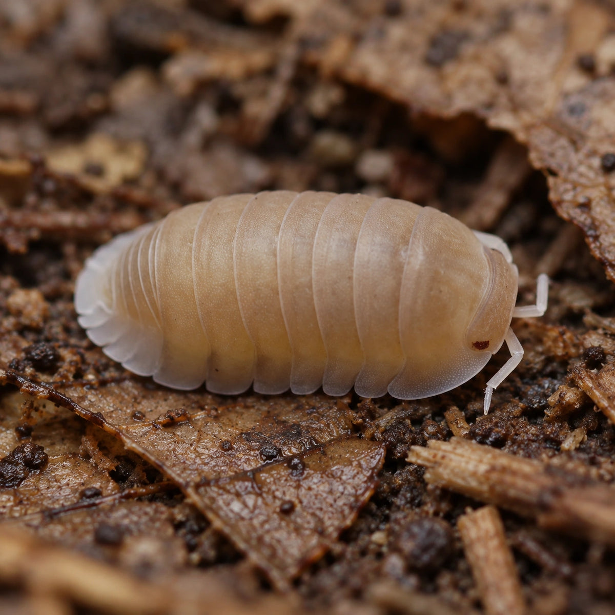 AI-generated reference-guided close view of Papaya isopod (Cubaris murina).