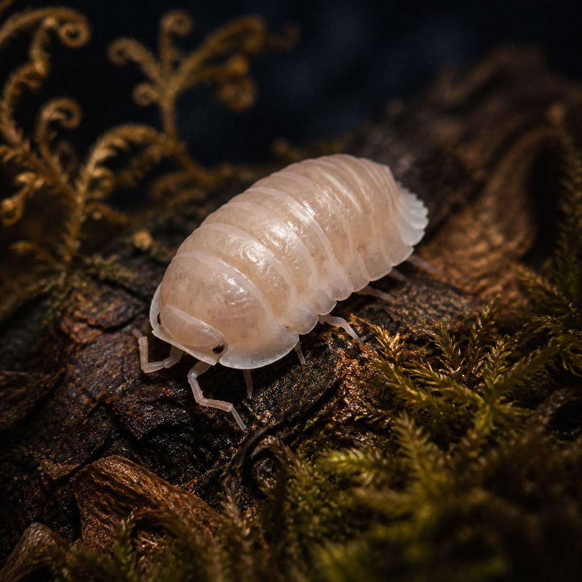 Cubaris murina "Papaya" Isopods