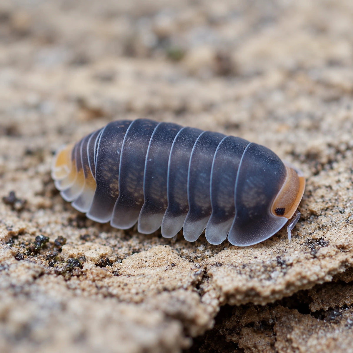 AI-generated reference-guided close side view of a Pak Chong isopod with an amber face and slate body.