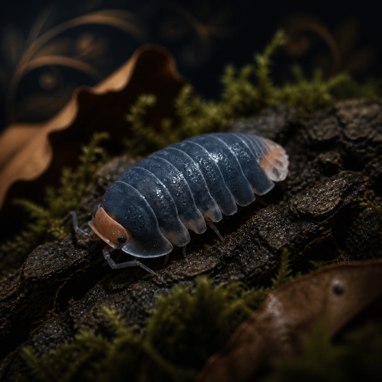 Cubaris sp. "Pak Chong" Isopods