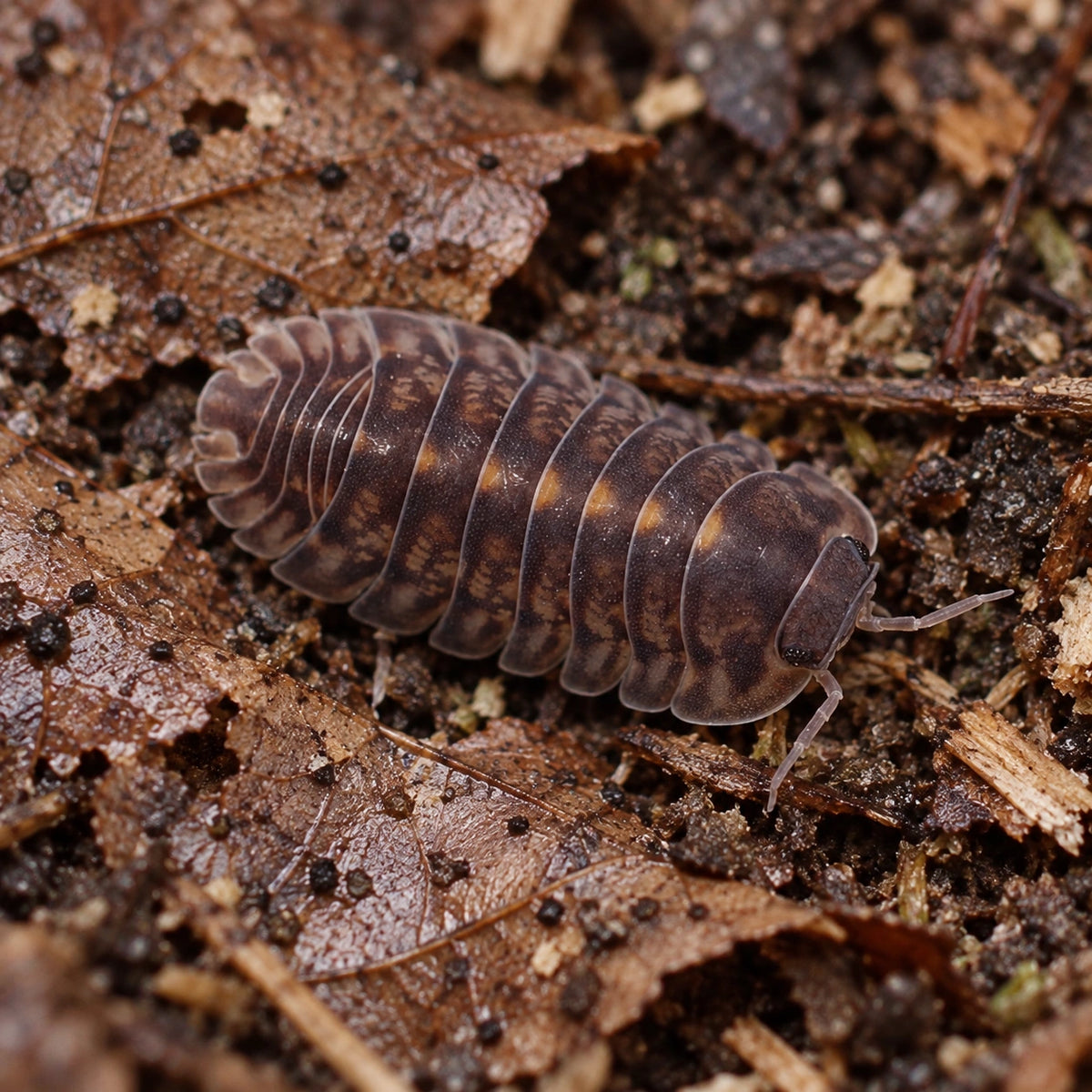AI-generated reference-guided close view of Platin Tung Song isopod.