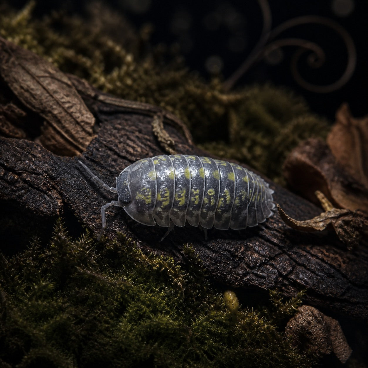 Cubaris sp. "Platin Tung Song" Isopods