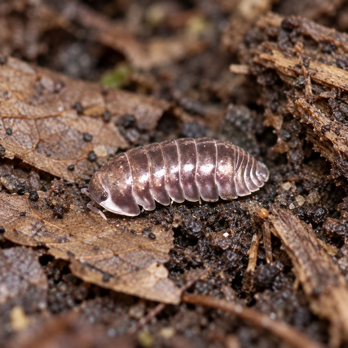 AI-generated reference-guided close view of Platinum Ducky isopod.