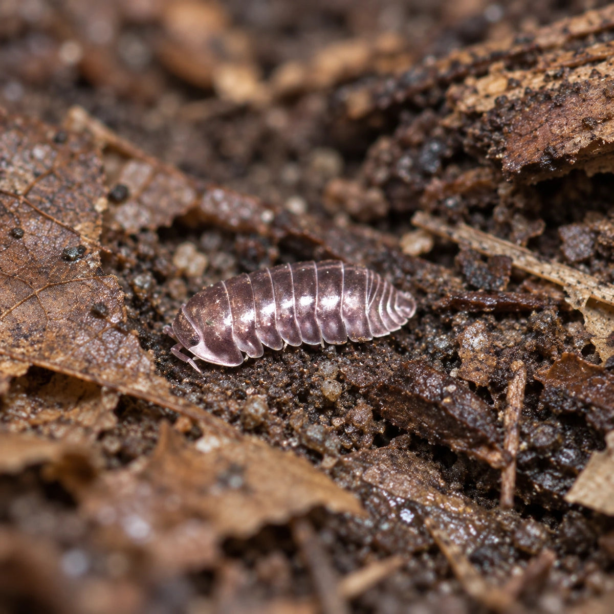 AI-generated reference-guided wide habitat view of Platinum Ducky isopod.