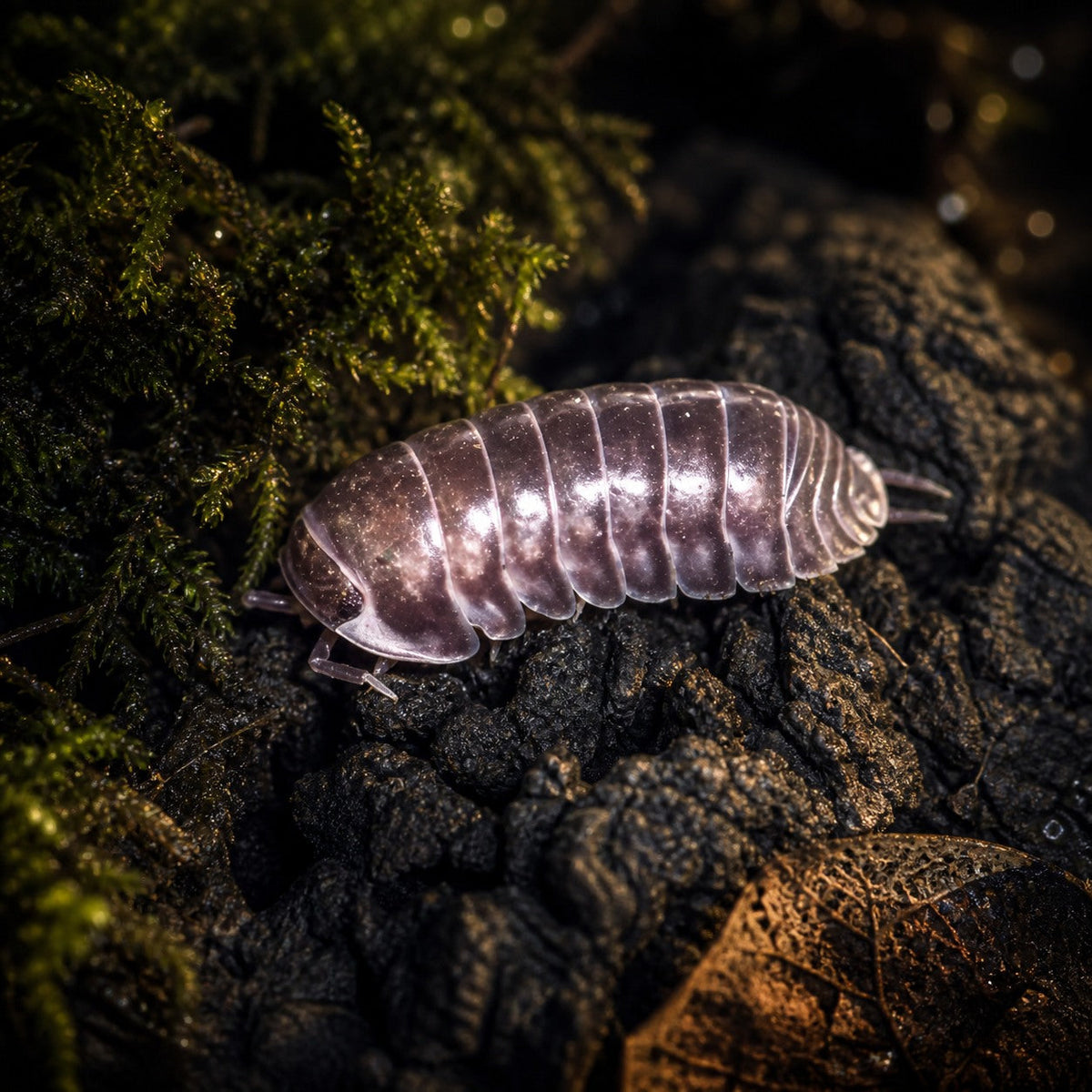 Cubaris sp. "Platinum Ducky" Isopods