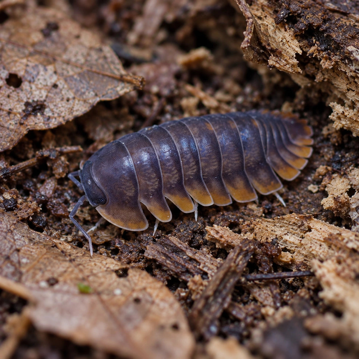 AI-generated reference-guided close view of Red Edge isopod.