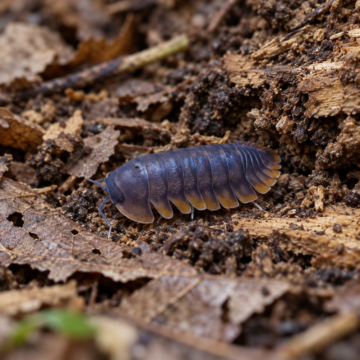 AI-generated reference-guided wide habitat view of Red Edge isopod.