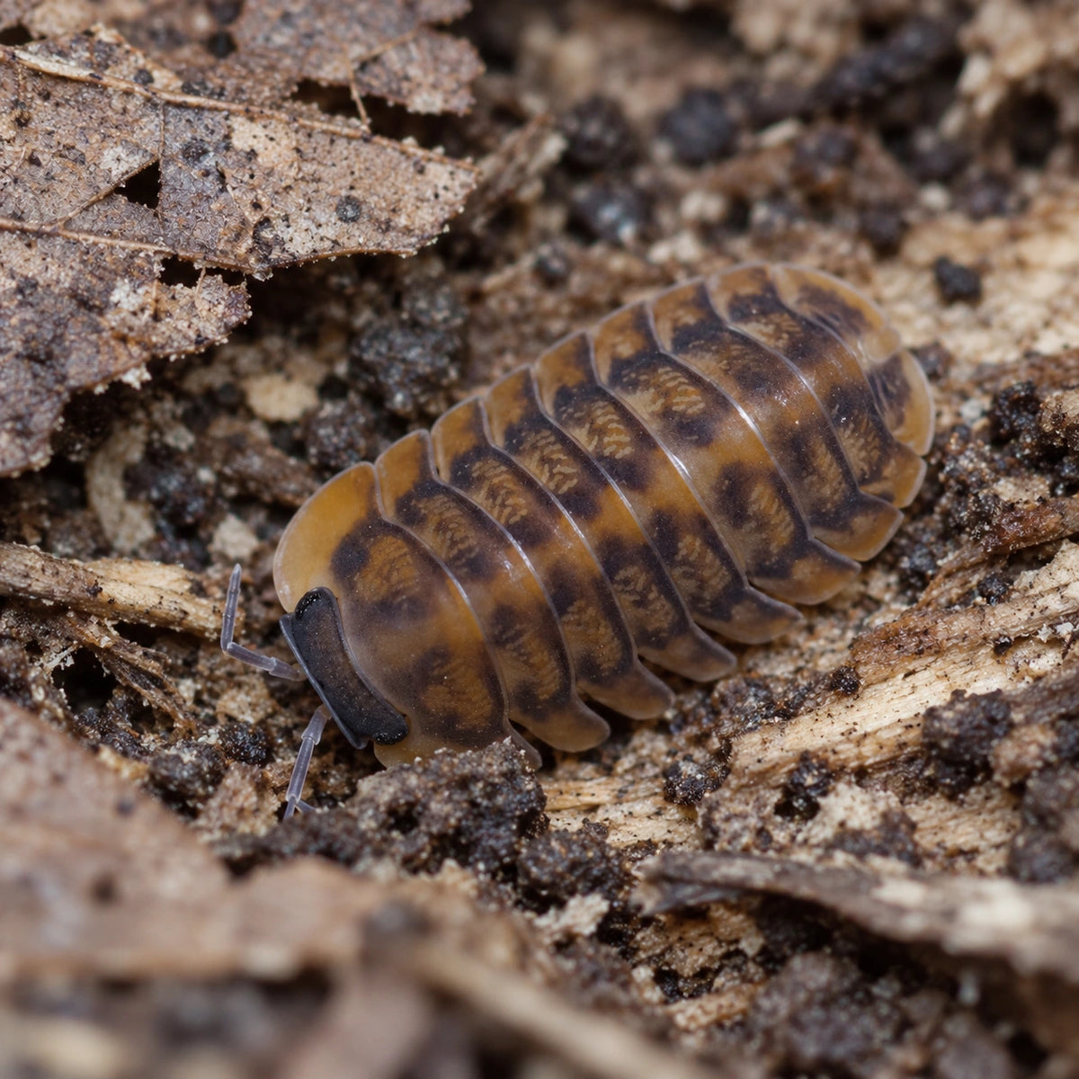 AI-generated reference-guided close view of Red Tiger isopod.