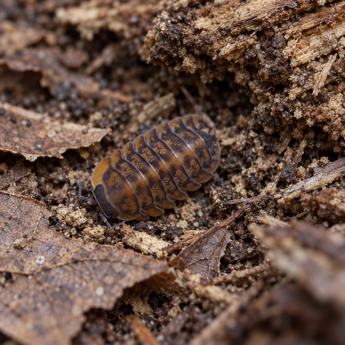 AI-generated reference-guided wide habitat view of Red Tiger isopod.