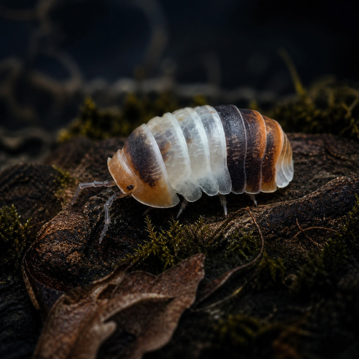 Dwarf Cubaris sp. "White Shark" Isopods