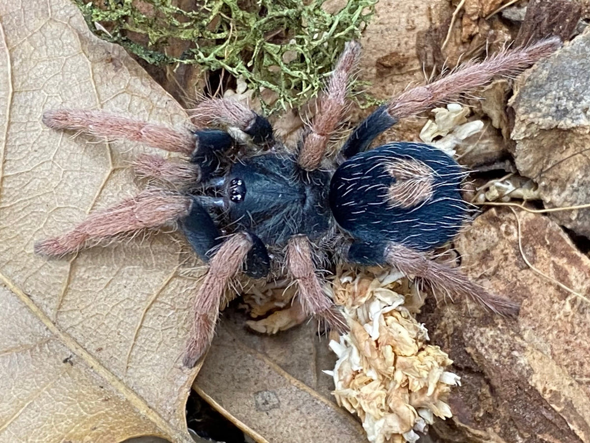 Cyriocosmus aueri – Peruvian Dwarf Red Leg Tarantula | Tiny Jewel with Ruby Legs | Live Arrival Guarantee