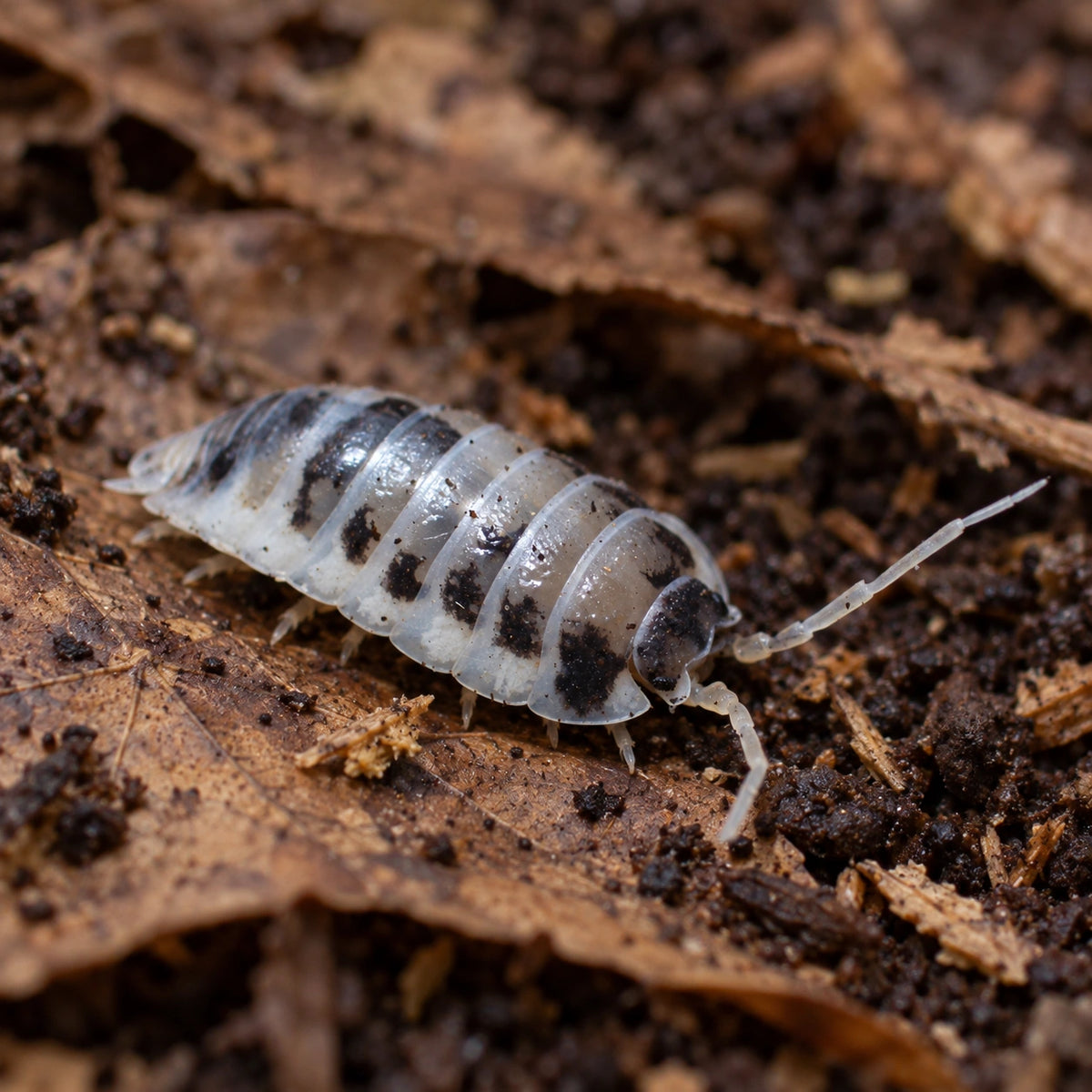 AI-generated reference-guided wide habitat view of Dairy Cow isopod.