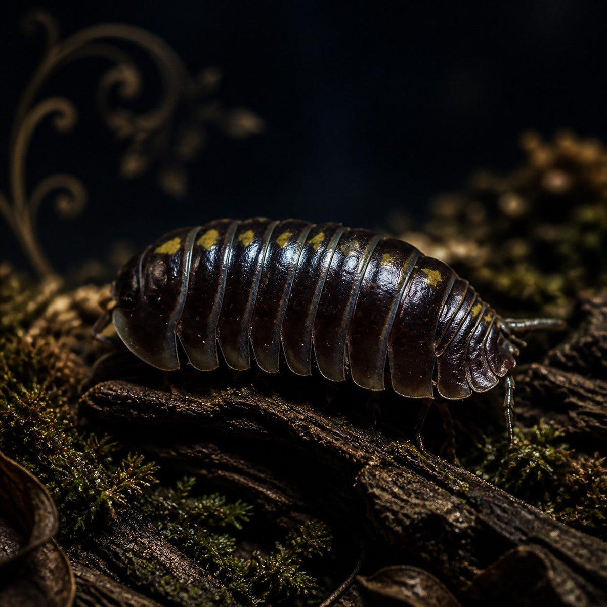 Darth Vader Isopods (Armadillidium germanicum)