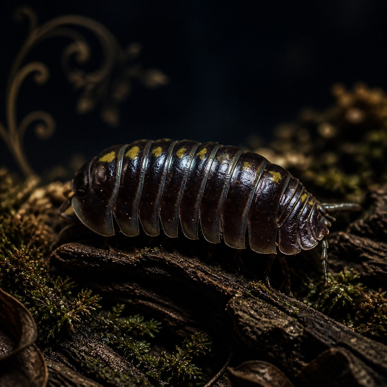 Darth Vader Isopods (Armadillidium germanicum)