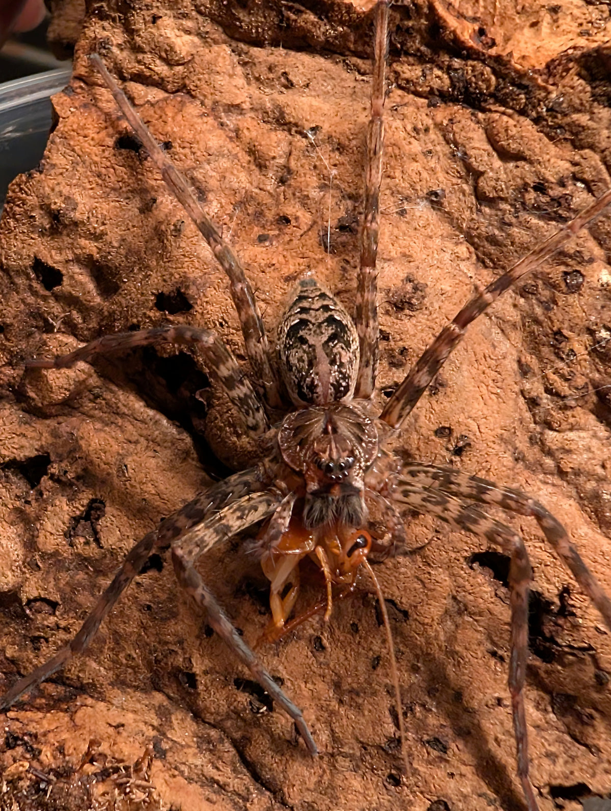 Dolomedes okefinokensis – Okefinokee Giant Fishing Spider | Massive Native Semi-Aquatic Spider | Live Arrival Guarantee