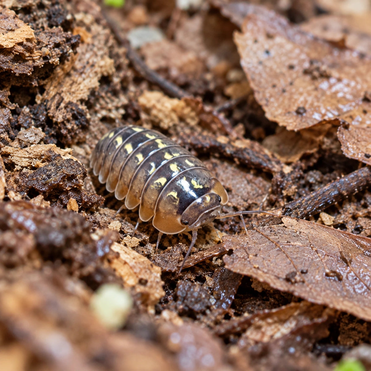 AI-generated reference-guided wide habitat view of Dream isopod (Spherillo sp.).