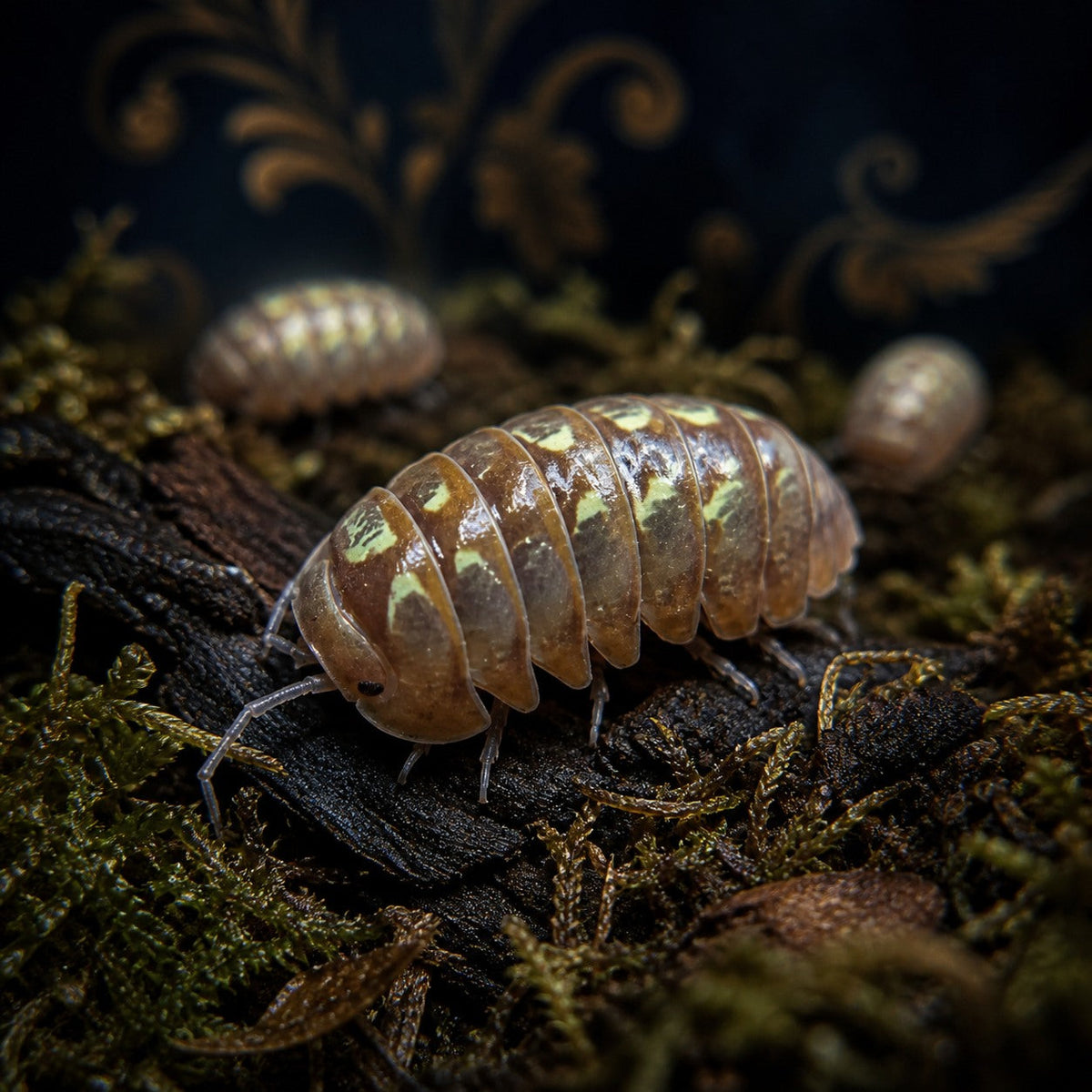 Dream Isopods (Spherillo sp.)