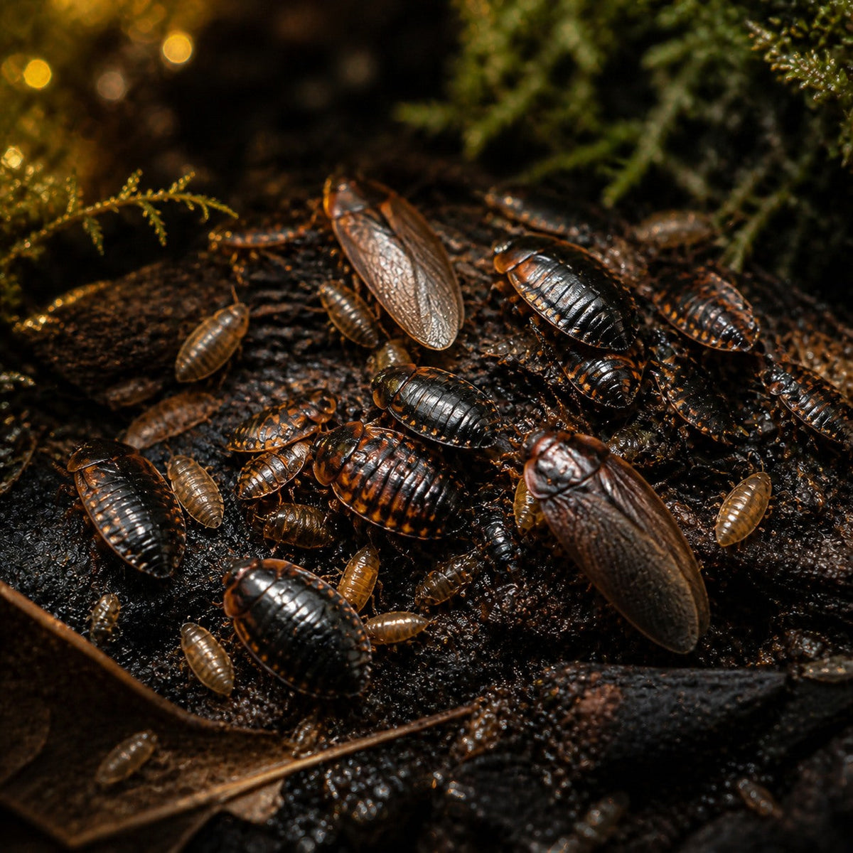 Dubia Roach Colony Starter, Small