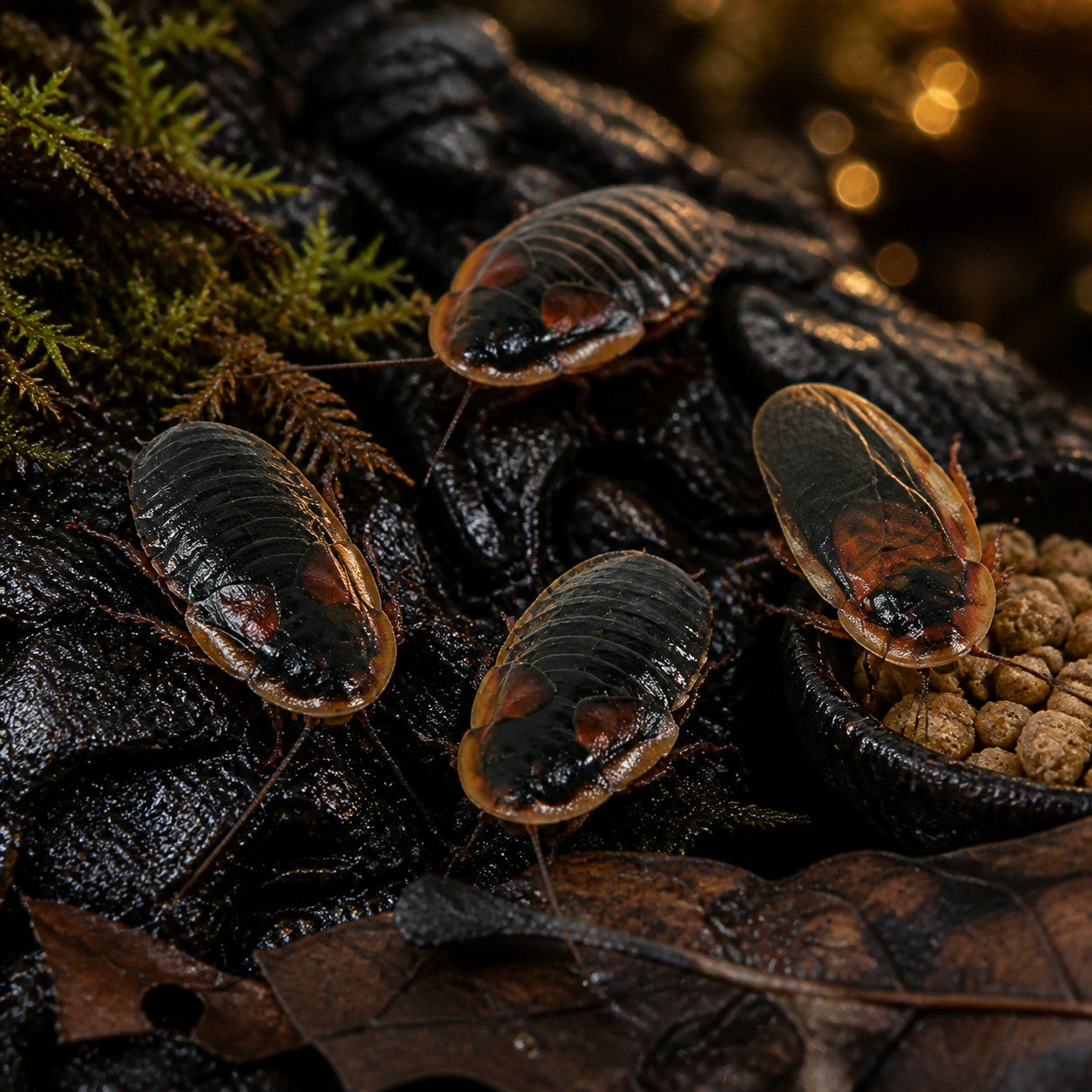 Dubia Roaches, Jumbo Retired Breeders (Blaptica dubia)