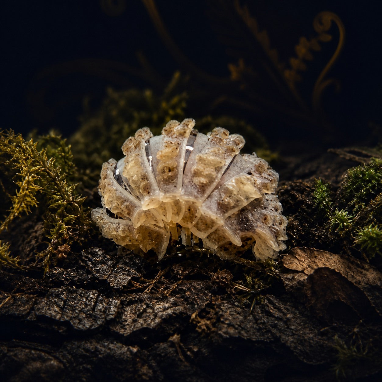 Dwarf Spiked Isopods
